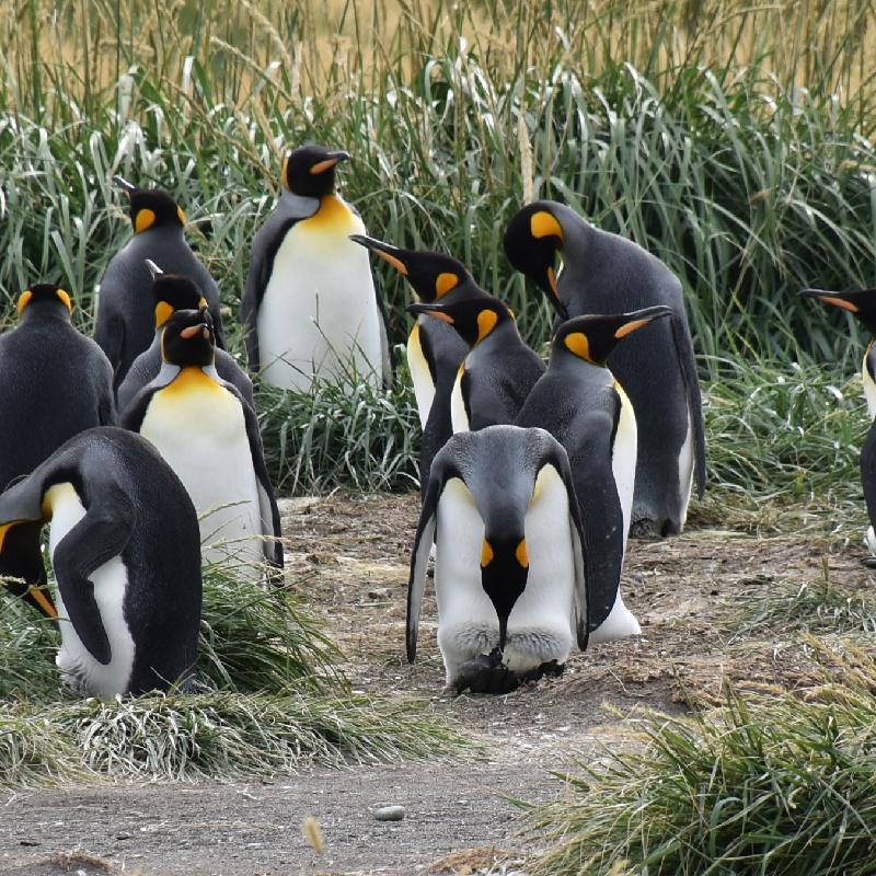 Réserve des pinguin rey